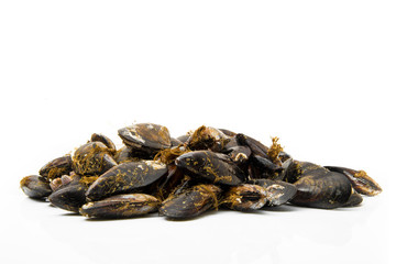 cozze di Sardegna