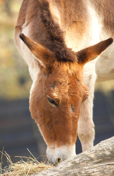 Kiang Horse