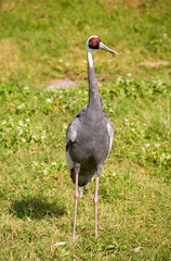 Fototapeta premium White-necked crane