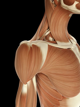 medical illustration of the shoulder muscles