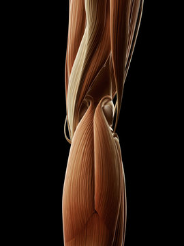 medical illustration of the leg muscles