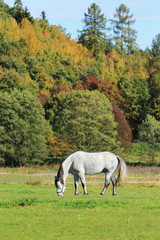 Naklejka na ściany i meble Colorful autumn Landscape with Horse