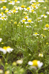 chamomile