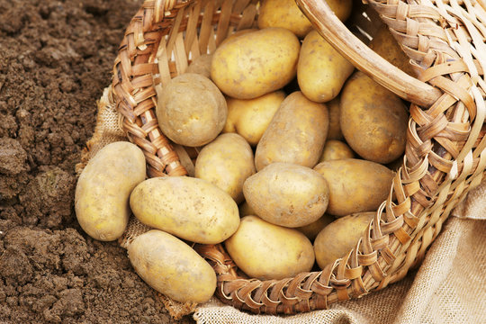 geerntete Kartoffeln mit Korb, copy space