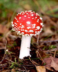 Toadstool poisonous mushroom in forrest