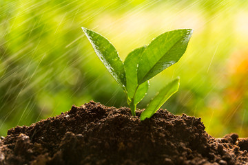 planting tree, sprout