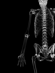 medical illustration of the skeletal back