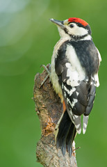 Great spotted woodpecker juvenile