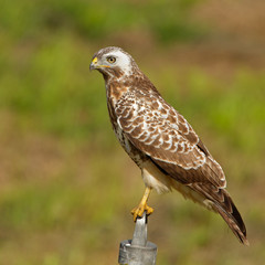 European buzzard ( buteo buteo )