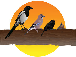 Autumn birds