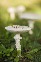 Amanita vittadinii mushroom