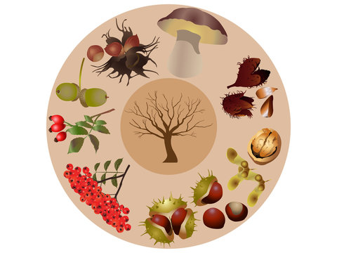 Autumn wild fruits