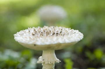 Amanita vittadinii mushroom