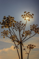 Sunlight through plant seedhead