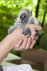 Black howler monkey (Alouatta caraya) baby in hand