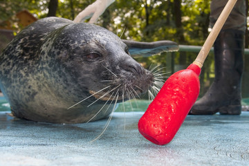 Naklejka premium Harbor seal (Phoca vitulina) training in a zoo
