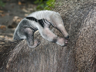 Giant anteater (Myrmecophaga tridactyla) baby