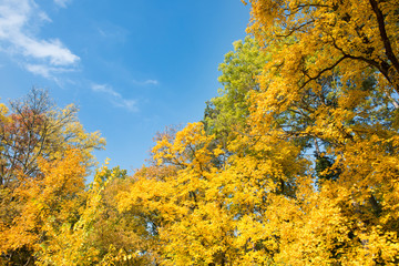 Fototapeta premium Colorful autumn