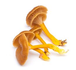 Yellowfoot mushroom