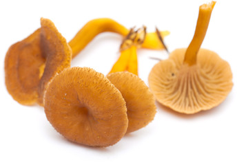 Yellowfoot mushroom