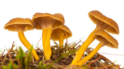 Yellowfoot mushroom