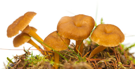 Yellowfoot mushroom