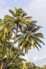 Fototapeta na wymiar Blue sky and palm trees with coconuts. Goa, India