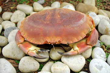 Tourteau (crabe) cuit