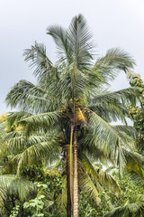 Fototapeta na wymiar Blue sky and palm trees with coconuts. Goa, India