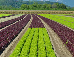 plantation de salades