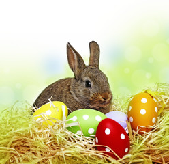 little cute baby rabbit and painted easter eggs