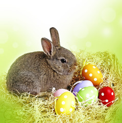 easter rabbit and easter eggs - white background