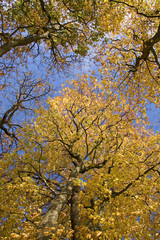 Fall