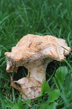 Pied de mouton, hydne, champignon