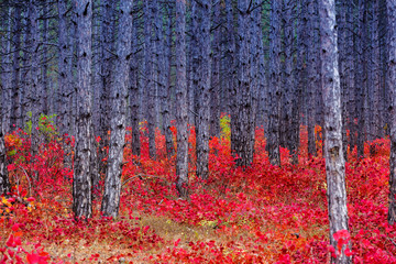 Fototapety na wymiar - Fototapeta24.pl