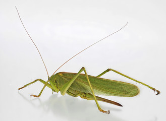 Heuschrecke grün
