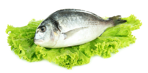 Dorado fish isolated on white