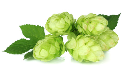 Fresh green hops, isolated on white