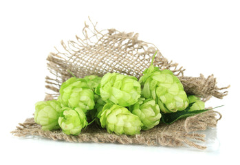 Fresh green hops, isolated on white