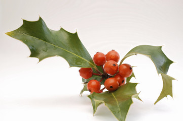 rote Beeren der Stechpalme