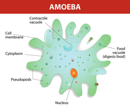 Structure of an amoeba proteus