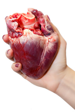 Raw pork heart in a women hand