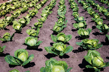 Cabbage field - 57208716
