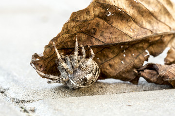 Big Orb spider on the leaf