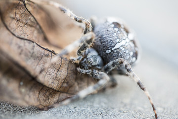 Big Orb spider on the leaf