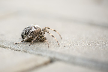 Big Orb spider with leaf