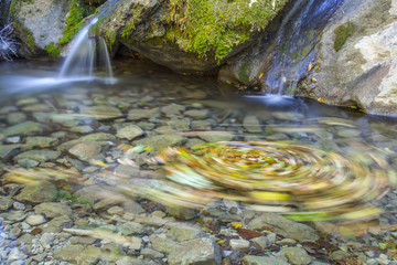 Fallen leaves in the water of the river