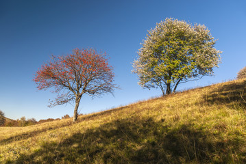 Two trees in autumn dress
