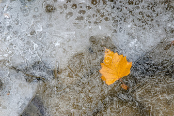 Yellow leaf trapped in ice