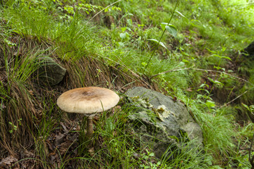 Big mushroom in the grass